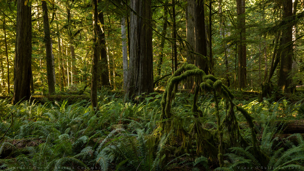 Cathedral  Grove