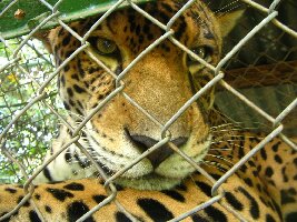 Centro de Rescate Las Pumas