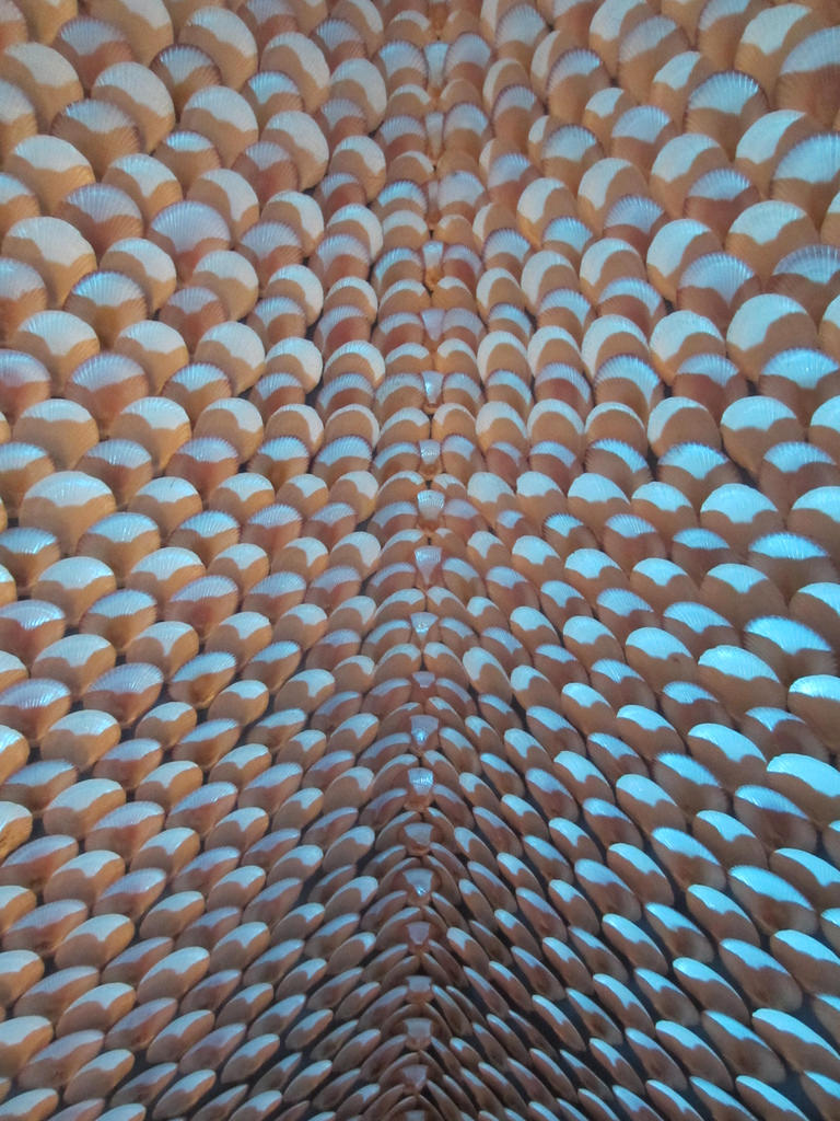 Bangkok  Seashell Museum