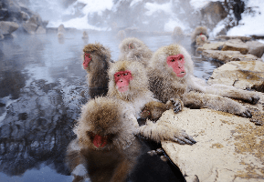 Snow Monkey Resorts