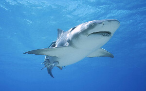 Shark and Bull