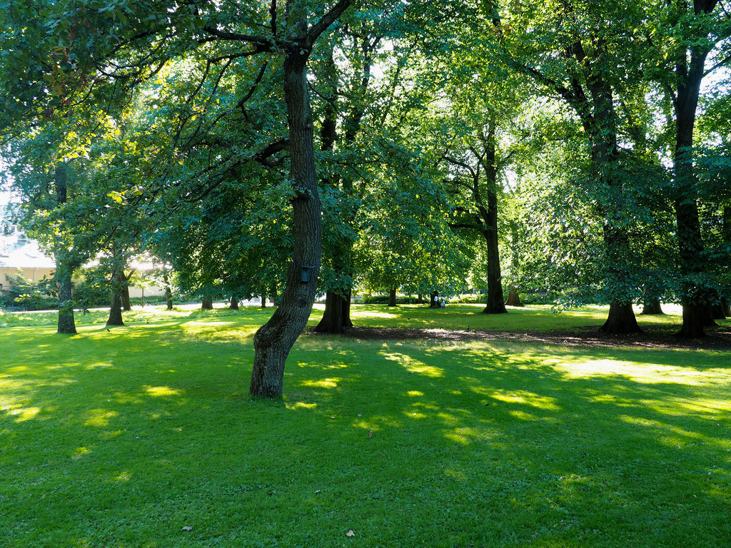 The Palace Park