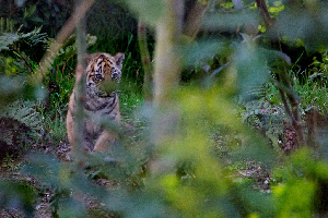 London Zoo
