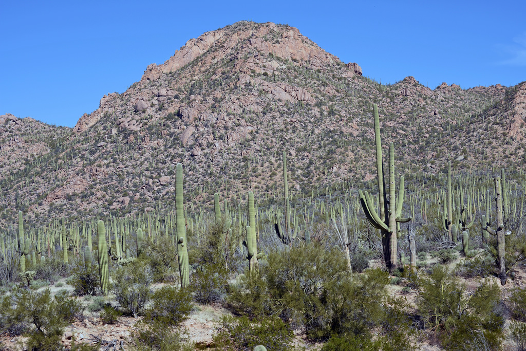 Tucson Mountain Park