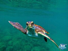 Tenerife Spain Experience