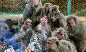 Japan Monkey Centre