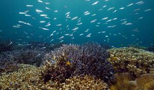 Ishigaki Japan Dive