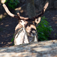 Skansen Open-Air Museum