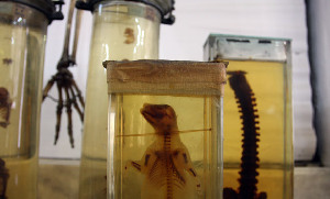Siriraj Medical Museum