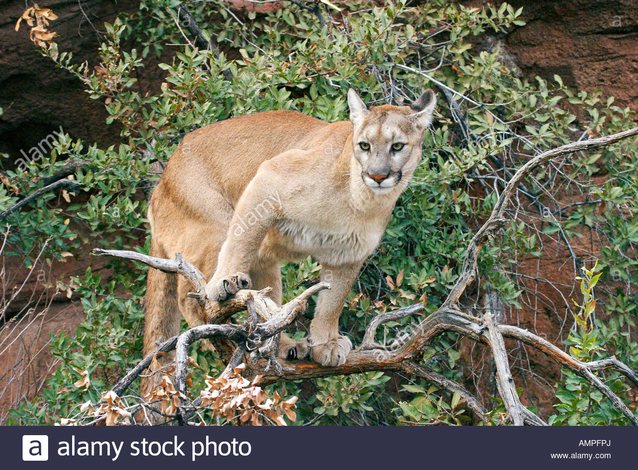 Arizona-Sonora Desert Museum
