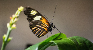 Washington DC United States Natural