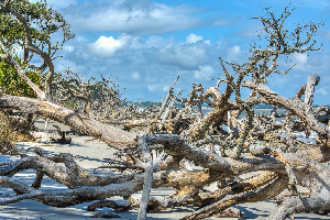 Driftwood Beach