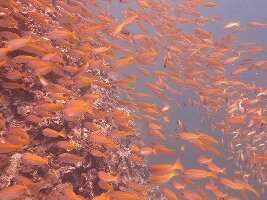 Phuket Dive Tours