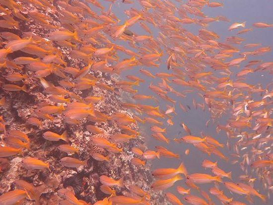 Phuket Dive Tours