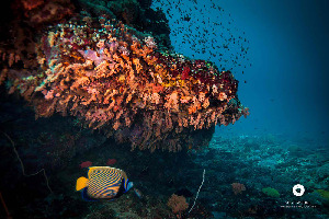 Nusa Lembongan Indonesia Dive