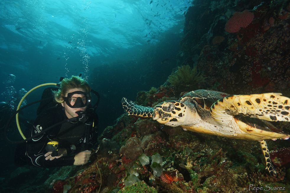 Blue Marlin Dive Komodo