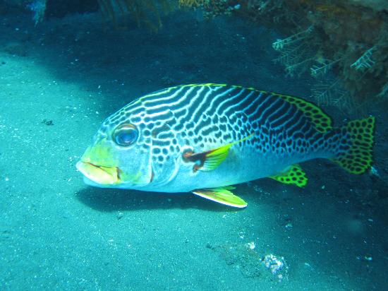 Euro Dive Bali