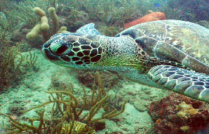 Poseidon Dive Center