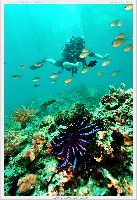 Go Dive Lanta