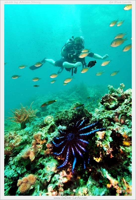 Go Dive Lanta