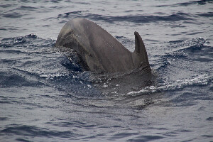 Santa Cruz de Tenerife Spain Dive