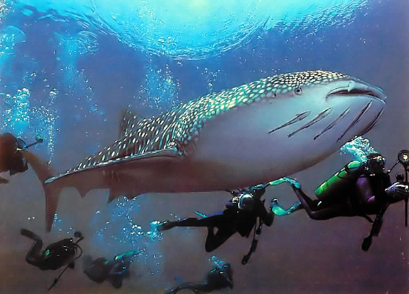 Samui Dive Tribe