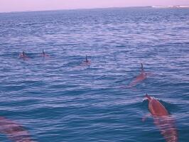 Nadi Fiji Dive