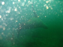 Nanaimo Canada Dive