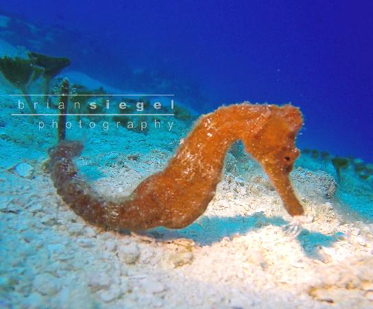 Tres Pelicanos Dive Center
