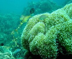 Mactan Island Philippines Dive