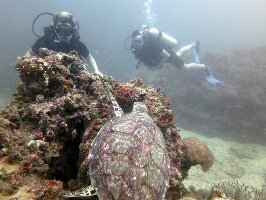 Phuket Thailand Dive