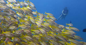 El Nido Philippines Dive