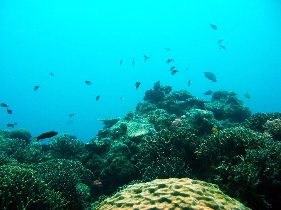 Sayulita Dive and Surf