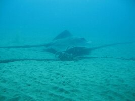 Canary Islands Spain Dive
