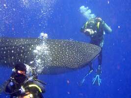 Seahorse Dive Shop