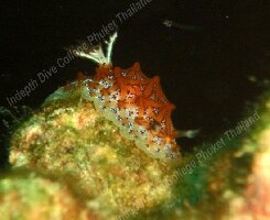 Chalong Thailand Dive