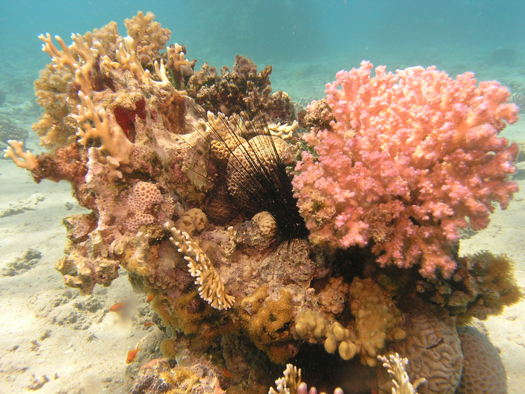 Israel Dive - diving in Eilat, Israel