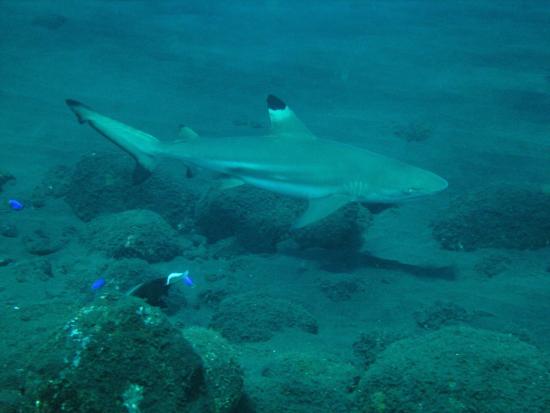 Matahari Tulamben Dive Center