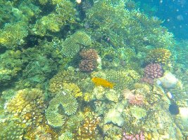 Marsa Alam Egypt Dive