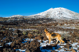 Teide National Park