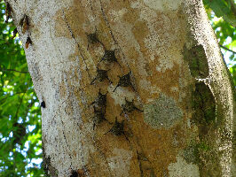 Tortuguero Costa Rica Park