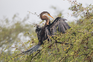 Bharatpur India National Park