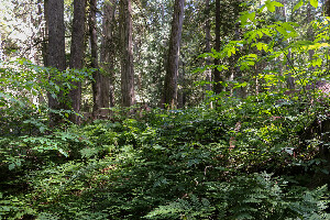 Mount Revelstoke National Park