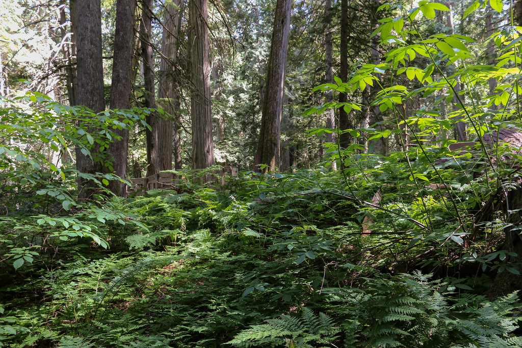 Mount Revelstoke National Park
