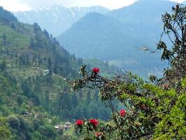Kullu India Park