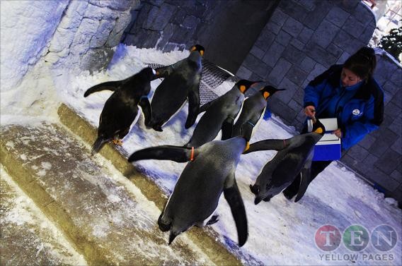 Snow Penguins at Ski Dubai