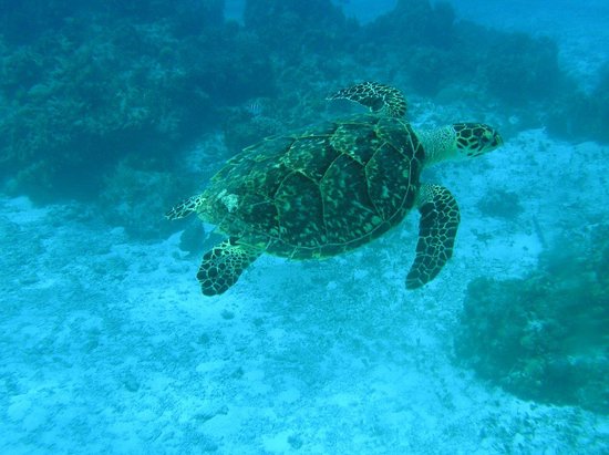 Mystic Snorkel