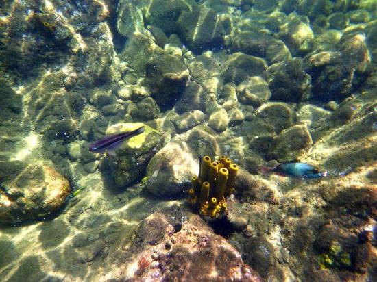Champagne Reef Dive and Snorkel