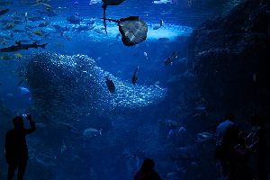 Fujisawa Japan Aquarium