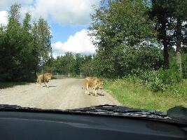 Give Denmark Zoo